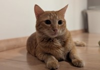 KUMO