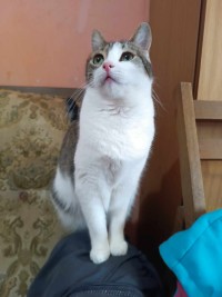 LENA