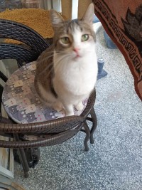 LENA