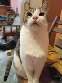LENA