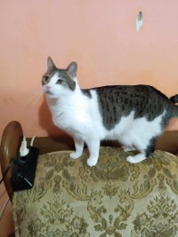 LENA
