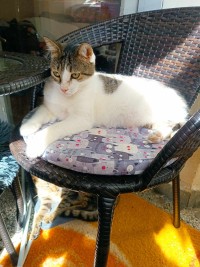 LENA