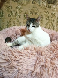 LENA