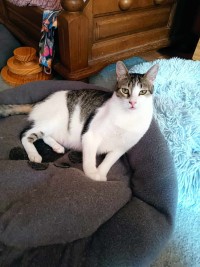 LENA