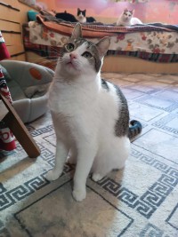 LENA