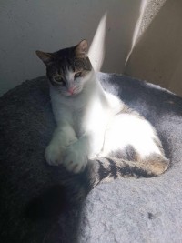 LENA