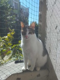 LENA