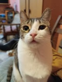 LENA