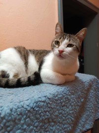 LENA