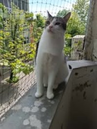 LENA