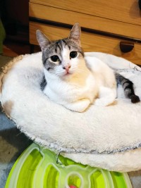 LENA
