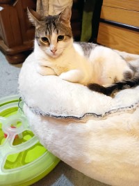 LENA
