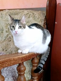 LENA