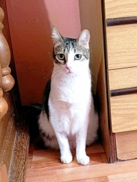 LENA