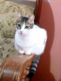 LENA