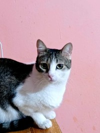LENA