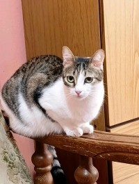 LENA