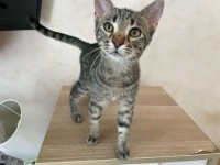 LITTLETIGER