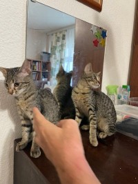 LITTLETIGER
