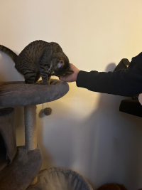 LITTLETIGER