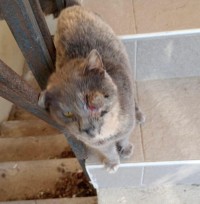 LIVIA