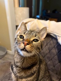 LOKI