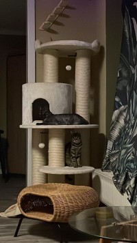 LOKI