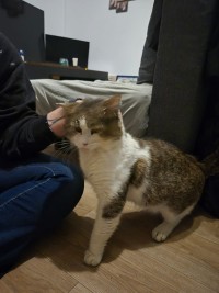 MICHA
