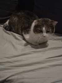 MICHA