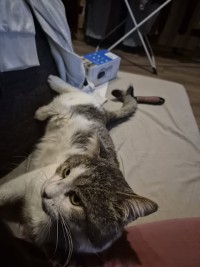 MICHA