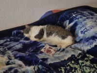 MICHA