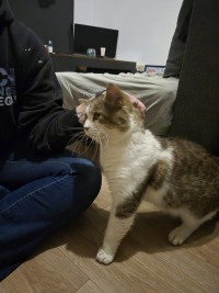 MICHA