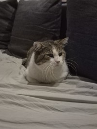 MICHA