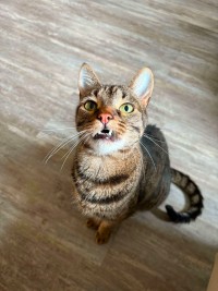LOKI