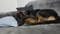 SIMONA