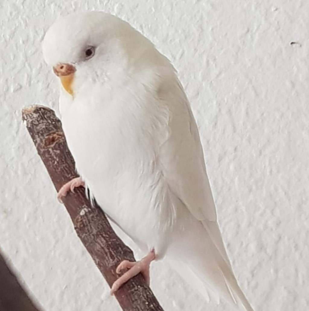 Fridolin