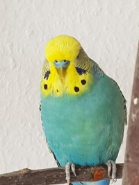 Fridolin
