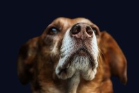 Gino