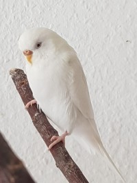 Berti